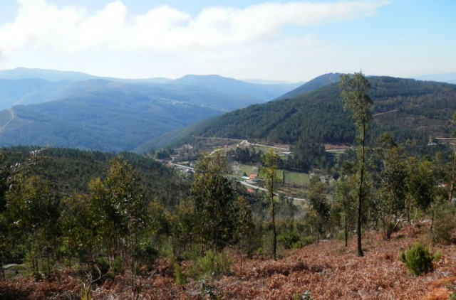 Green Savers – Já pode plantar uma árvore pela floresta portuguesa. Basta ir aos correios